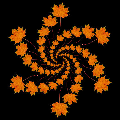Spiral arrangement created with an autumn leaf