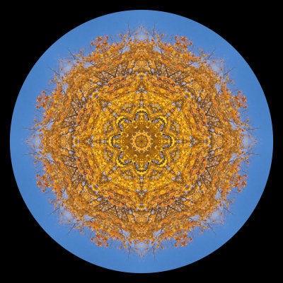 Kaleidoscope created with a tree and its yellow leaves and blue sky in October