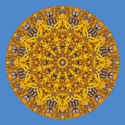 Kaleidoscope created with a tree and its yellow leaves and blue sky in October