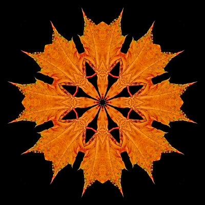 Kaleidoscope created with a colored maple leaf seen in October