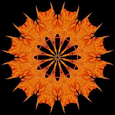 Kaleidoscope created with a colored maple leaf seen in October