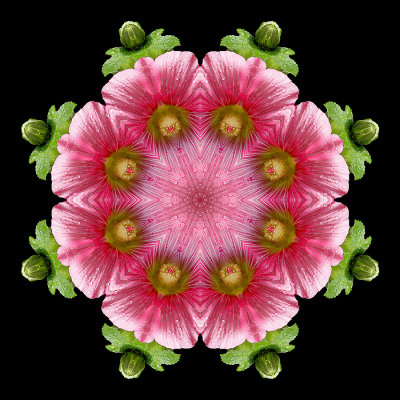 Kaleidoscope created with a flower seen in a garden