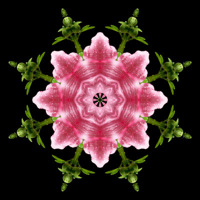 Kaleidoscope created with a flower seen in a garden