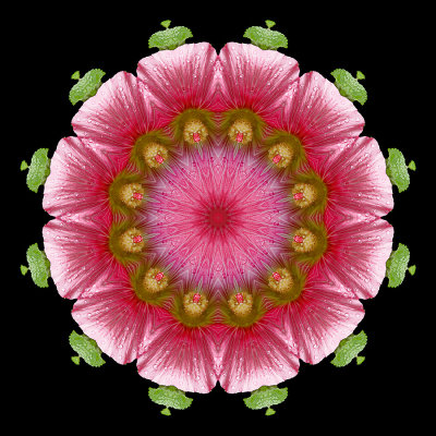 Kaleidoscope created with a flower seen in a garden