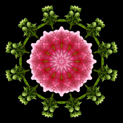 Kaleidoscope created with a flower seen in a garden