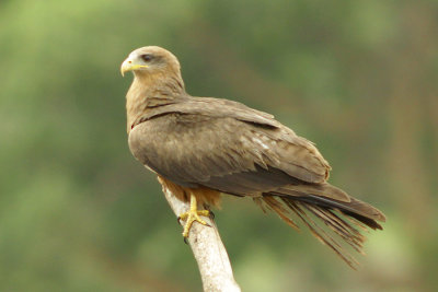 Hawk seen near Lake Langano, Ethiopia