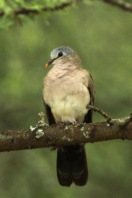 Whie-breasted bird seen near Lake Langano, Ethiopia