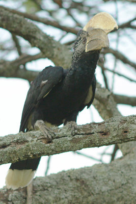 Silvery-cheeked Hornbill (Bycanistes brevis) seen near Lake Langano, Ethiopia