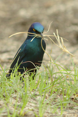 Greater Blue-eared Starling (Lamprotornis chalybaeus) collecting material for a nest