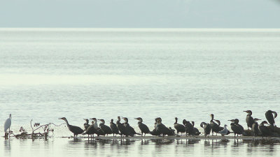 Birds at Lake Langano, Ethiopia