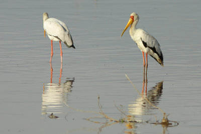 Two Yellow-billed Storks (Mycteria ibis) at Lake Langano, Ethiopia