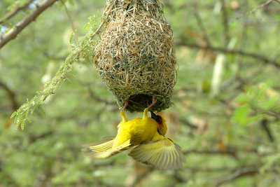 Rppell's Weaver (Ploceus galbula) holding at the enterance of its artfully weaved house