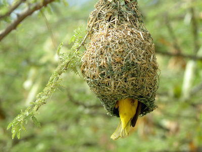 Rppell's Weaver (Ploceus galbula) disappearing into its woven house