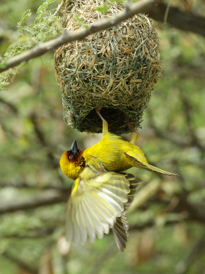 Rppells Weaver (Ploceus galbula) landing at the portal of its woven home