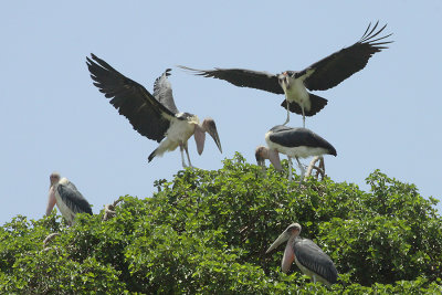 Five Marabou Storks (Leptoptilos crumenifer) on a tree