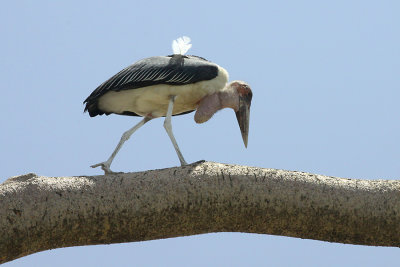 Marabou Stork (Leptoptilos crumenifer) walking on a branch of a tree