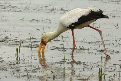 Yellow-billed Stork (Mycteria ibis) at Lake Langano