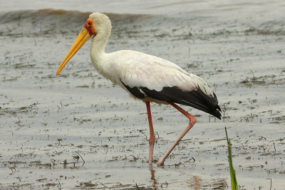Yellow-billed Stork (Mycteria ibis) at Lake Langano
