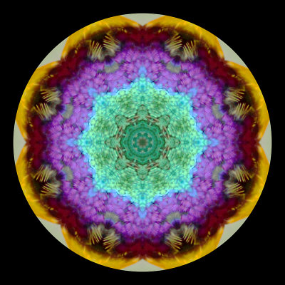 Kaleidoscope created with a small colored bird seen in Addis Ababa