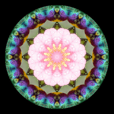 Kaleidoscope created with a small colored bird and a flower seen in Addis Ababa