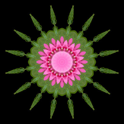 Kaleidoscope created with a small flower seen in Addis Ababa