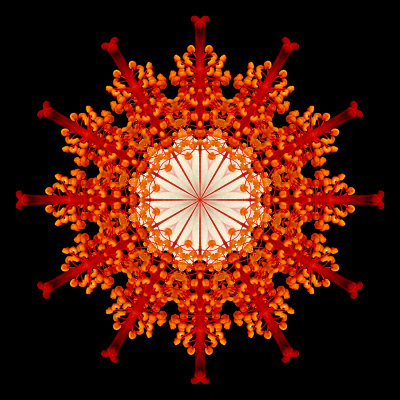 Kaleidoscopic picture created with a flower seen in a garden in Addis Ababa