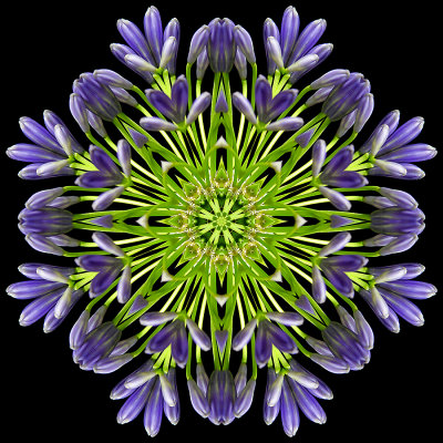 Kaleidoscopic picture created wich a flower seen in a garden in Addis Ababa