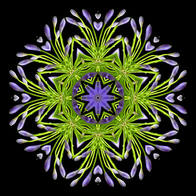 Kaleidoscopic picture created wich a flower seen in a garden in Addis Ababa