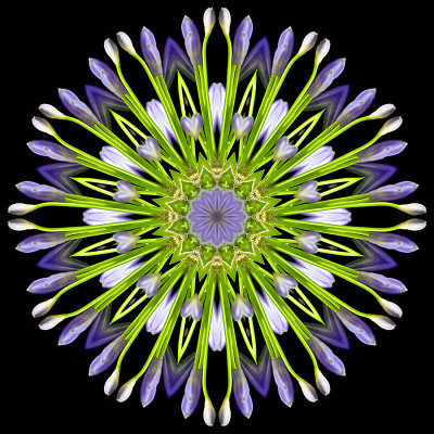 Kaleidoscopic picture created wich a flower seen in a garden in Addis Ababa