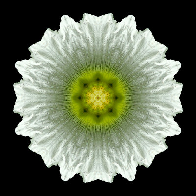 Kaleidoscopic picture created with a flower seen in a garden in Addis Ababa