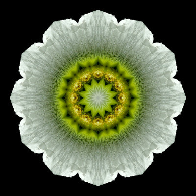 Kaleidoscopic picture created with a flower seen in a garden in Addis Ababa