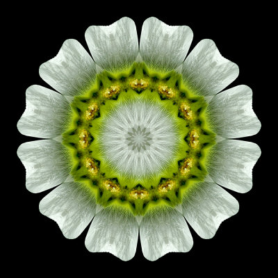 Kaleidoscopic picture created with a flower seen in a garden in Addis Ababa