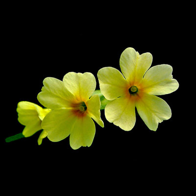 Wild flower (PrimulaVeris) seen in the forest in spring 2021