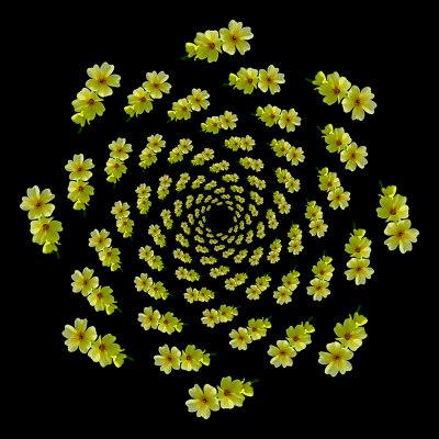 Spiral arrangement created with wild flowers (Primula veris) seen in the forest in spring