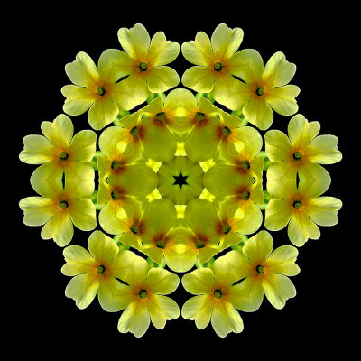 Kaleidoscopic picture created with wild flowers (Primula veris) seen in the forest in spring