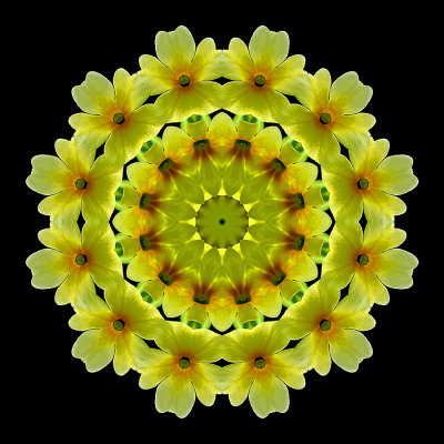 Kaleidoscopic picture created with wild flowers (Primula veris) seen in the forest in spring