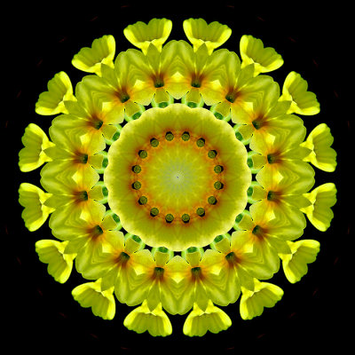 Kaleidoscopic picture created with wild flowers (Primula veris) seen in the forest in spring