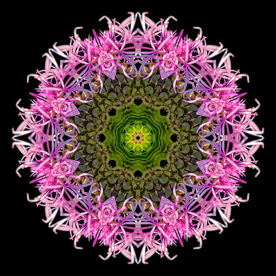 Kaleidoscopic picture created with a wildflower seen in summer