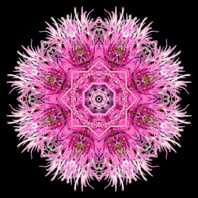 Kaleidoscopic picture created with a wildflower seen in summer