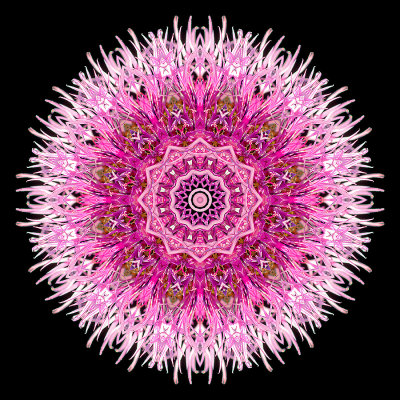 Kaleidoscopic picture created with a wildflower seen in summer