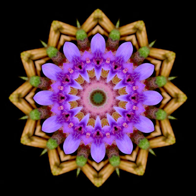 Kaleidoscopic picture created with a small wildflower