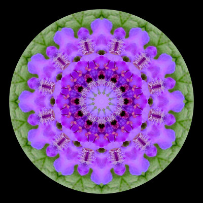 Kaleidoscopic picture created with a small wildflower