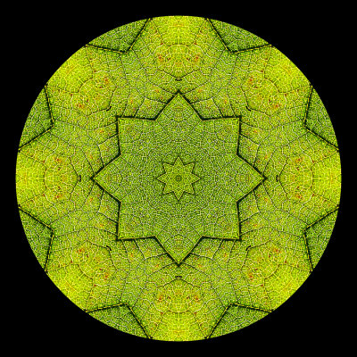Kaleidoscopic picture created with a green leaf seen in winter
