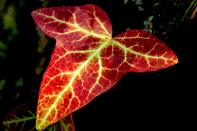 Ivy leaf seen in the forest in February
