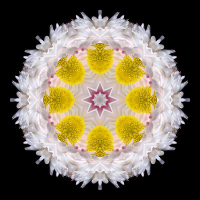 Kaleidoscopic picture created with a flower seen in Lugano