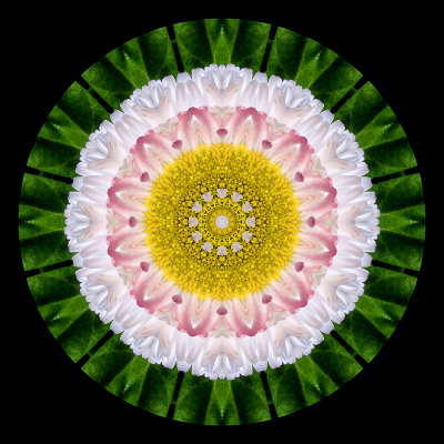 Kaleidoscopic picture created with a flower seen in Lugano
