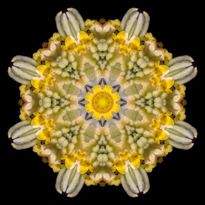 Kaleidoscopic picture created with a flower seen in Lugano