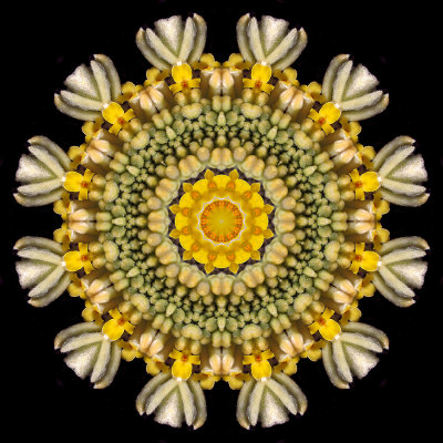 Kaleidoscopic picture created with a flower seen in Lugano