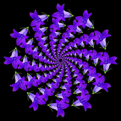 Spiral arrangement created with a wildflower