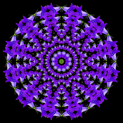 Evolved kaleidoscope created with a wildflower